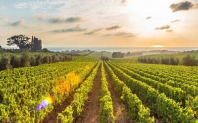 Private Nemean Wine Tour, Ancient Nemea & Mycenae from Athens